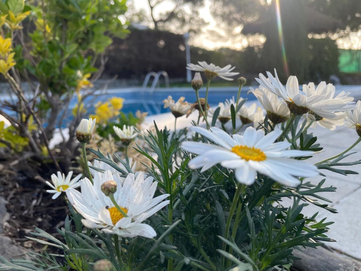 Villa Herlinda Costa Brava - With Swiming Pool Massanet De La Selva 外观 照片